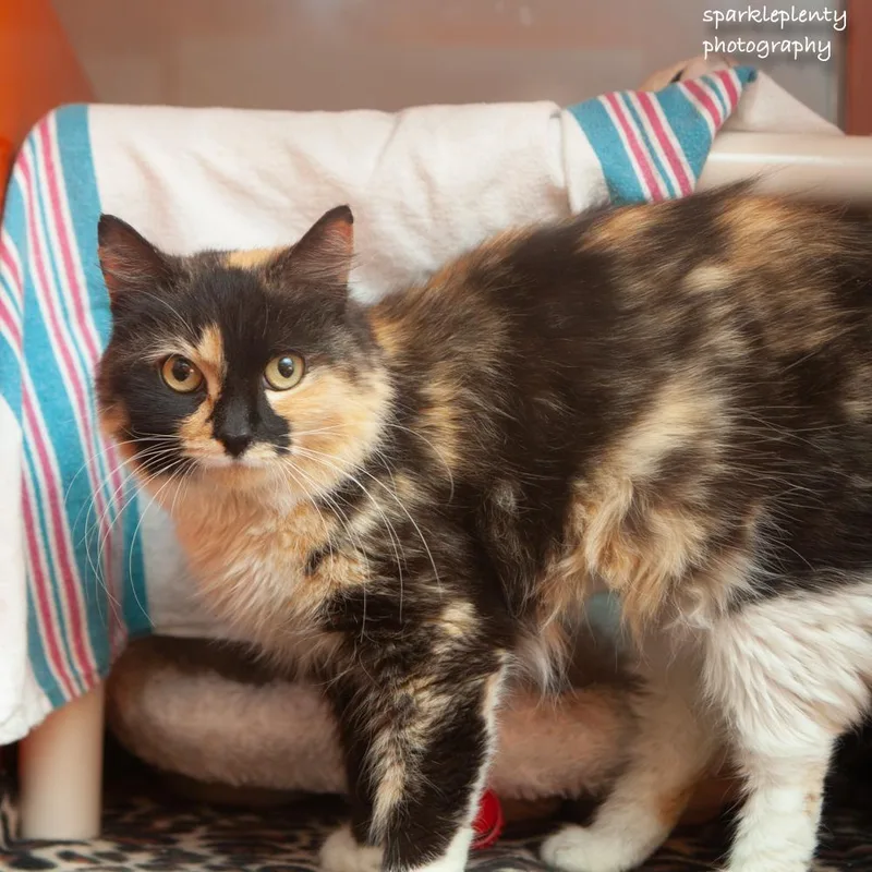 A young medium-sized female Calico Domestic Short Hair cat named Eketarina for adoption in Ridgefield, CT