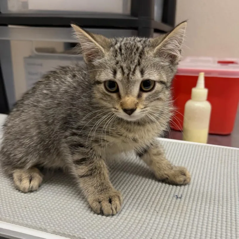 A baby small-sized male Brown / Chocolate Domestic Medium Hair cat named Bucket for adoption in Morganton, NC