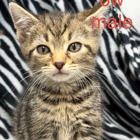A baby small-sized male Domestic Short Hair cat named Kasey for adoption in New Tazewell, TN