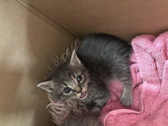 A baby small-sized male Domestic Short Hair cat named Luke for adoption in Louisville, KY