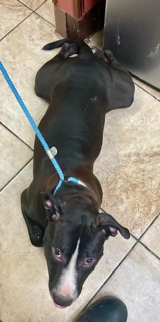 An adult large-sized male Black Mixed Breed dog named Krow for adoption in Cincinnati, OH