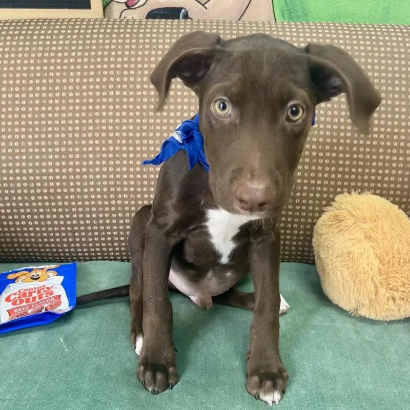 A baby small-sized male Brown / Chocolate Chocolate Labrador Retriever dog named Jack for adoption in Palestine, TX