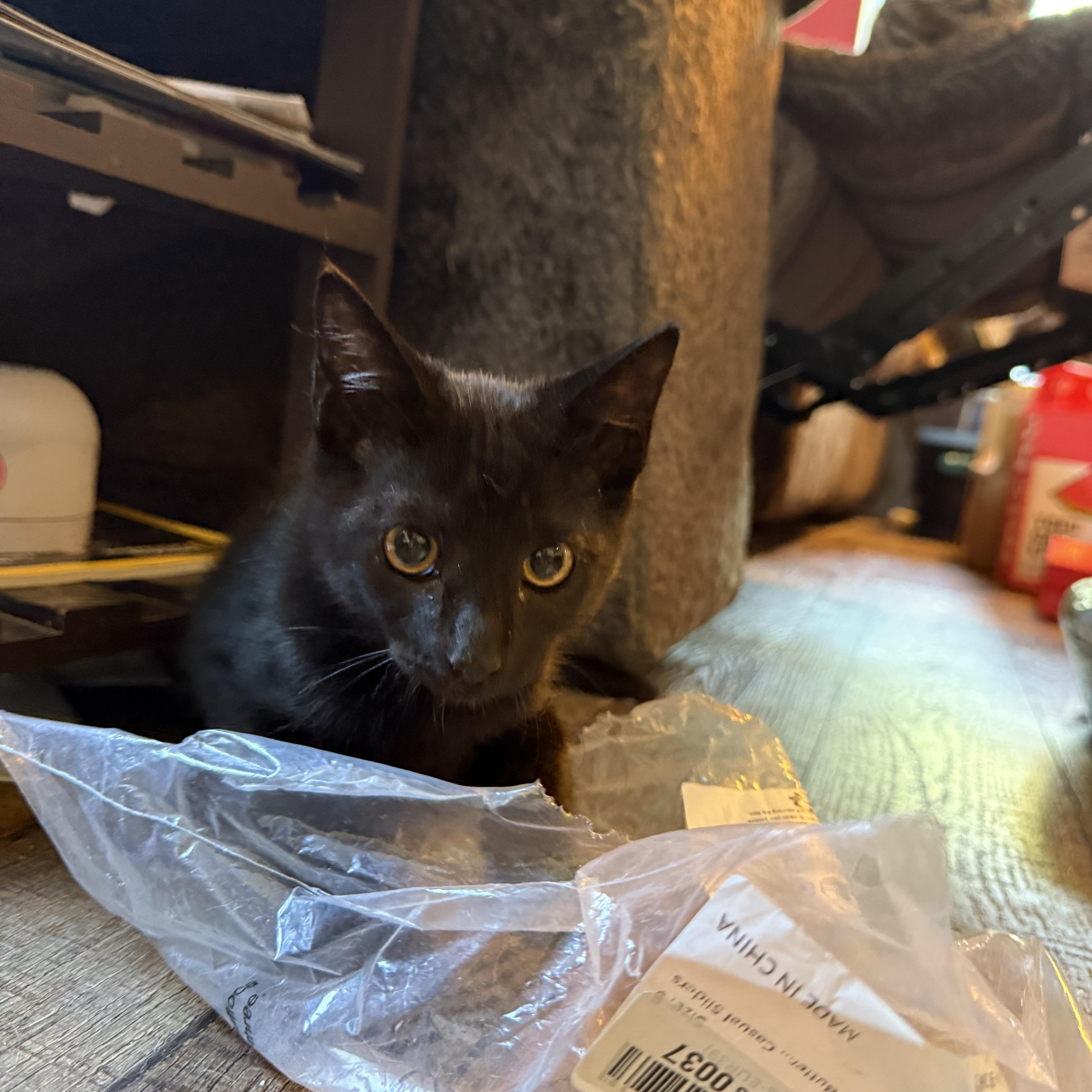 A baby medium-sized male Black Domestic Short Hair cat named Smoosh for adoption in Oceanside, CA