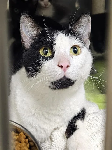 An adult medium-sized female Black & White / Tuxedo Domestic Short Hair cat named Summer for adoption in Clyde, NC