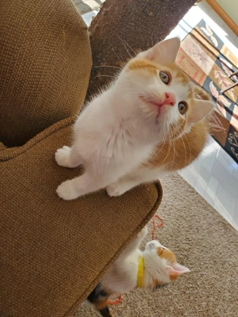 Kissie And Ollie