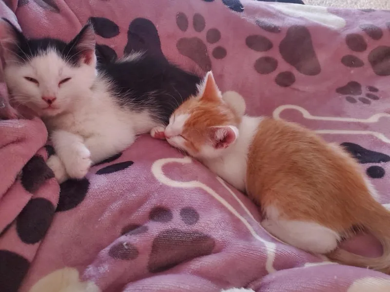 Kissie And Ollie thumbnail 3