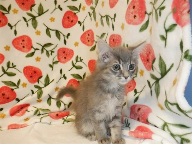 A baby small-sized female Domestic Short Hair cat named Nugget for adoption in San Jose, CA