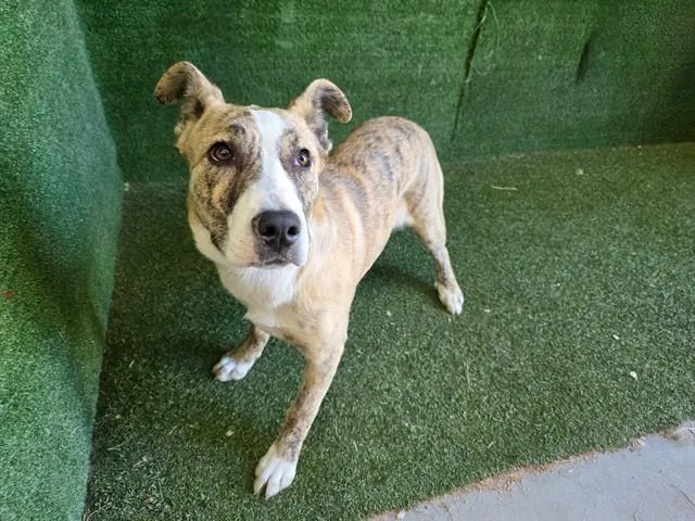 A young medium-sized female Pit Bull Terrier dog named Blondie for adoption in Lancaster, CA