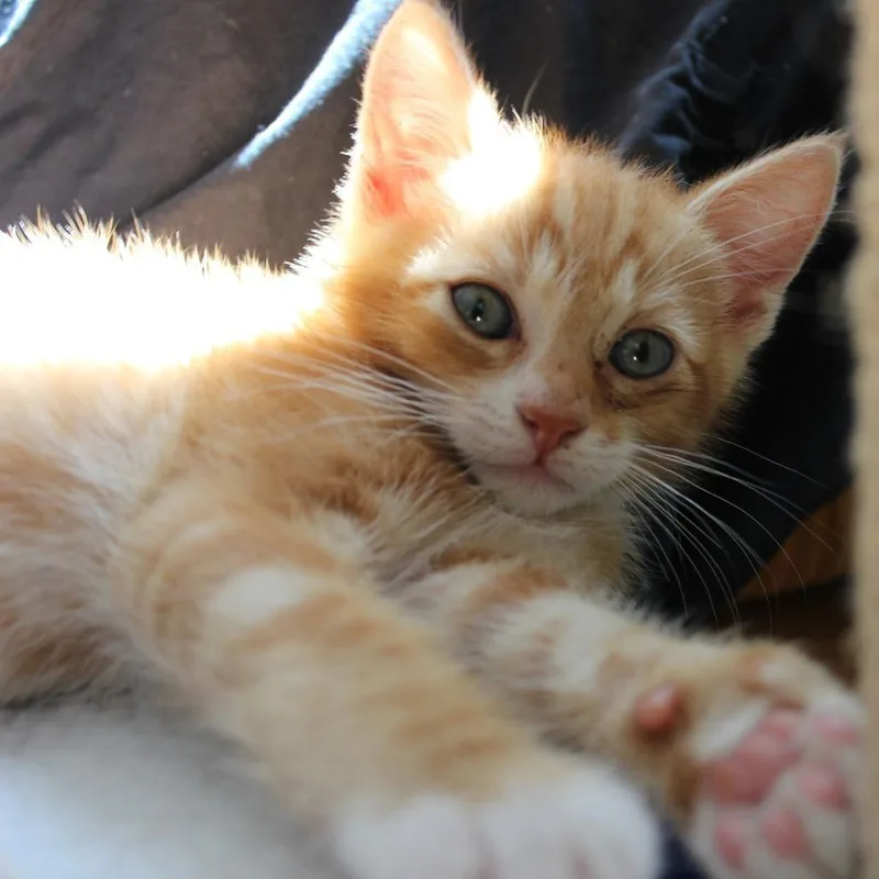 A baby small-sized male Orange / Red Domestic Short Hair cat named Ozzy for adoption in Los Angeles, CA