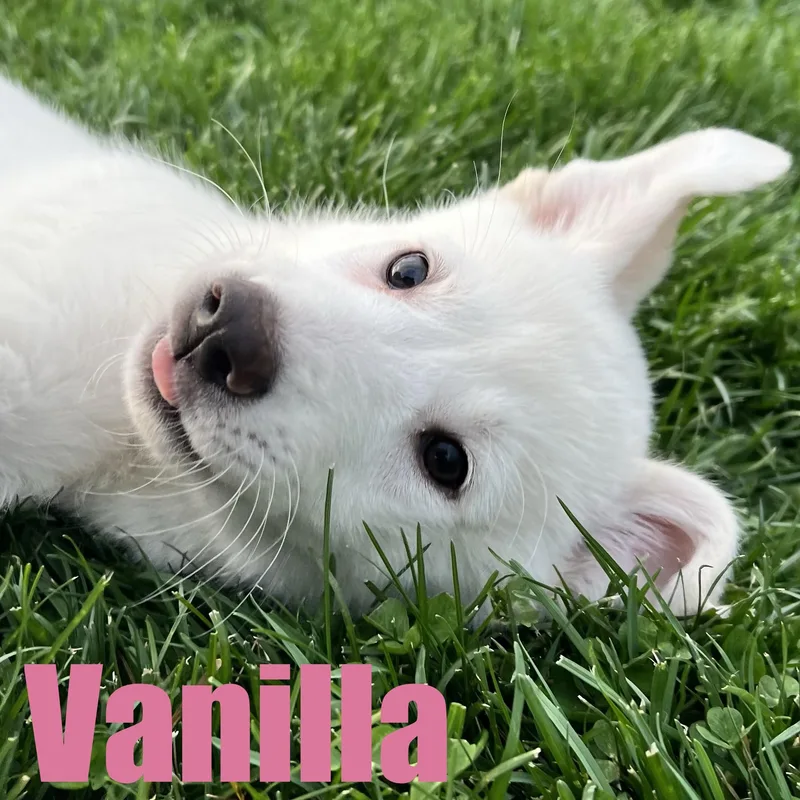A baby medium-sized female Shepherd dog named Vanilla for adoption in Ellicott City, MD