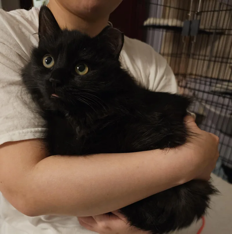 A young medium-sized female Black Domestic Long Hair cat named Mama Goji and Jujube for adoption in Ridgefield, CT