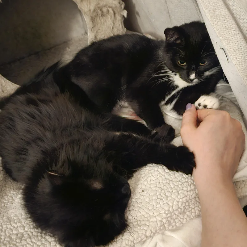 Mama Goji and Jujube thumbnail 4