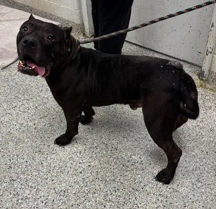 A senior large-sized male Black Pit Bull Terrier dog named Ryder for adoption in Kansas City, MO