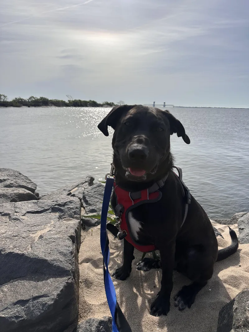 A young medium-sized male Mixed Breed dog named Tommy for adoption in Vassalboro, ME