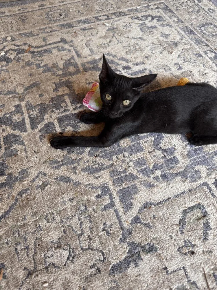 A baby small-sized male Black Domestic Short Hair cat named Batman for adoption in Mooresville, NC