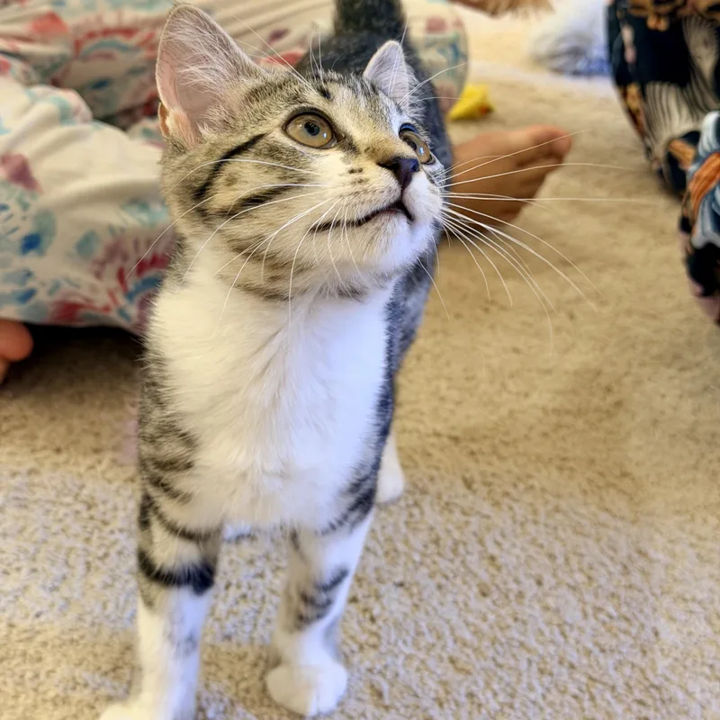 A baby small-sized female Tabby (Buff / Tan / Fawn) Domestic Short Hair cat named Valkyrie for adoption in Richmond, VA