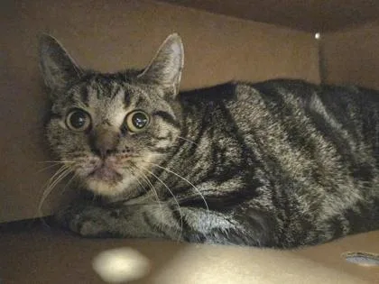 An adult medium-sized female Domestic Short Hair cat named Crinoid for adoption in Westland, MI