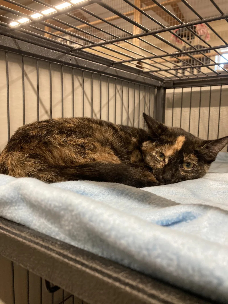 A baby medium-sized female Tortoiseshell Domestic Short Hair cat named Millie for adoption in Kankakee, IL