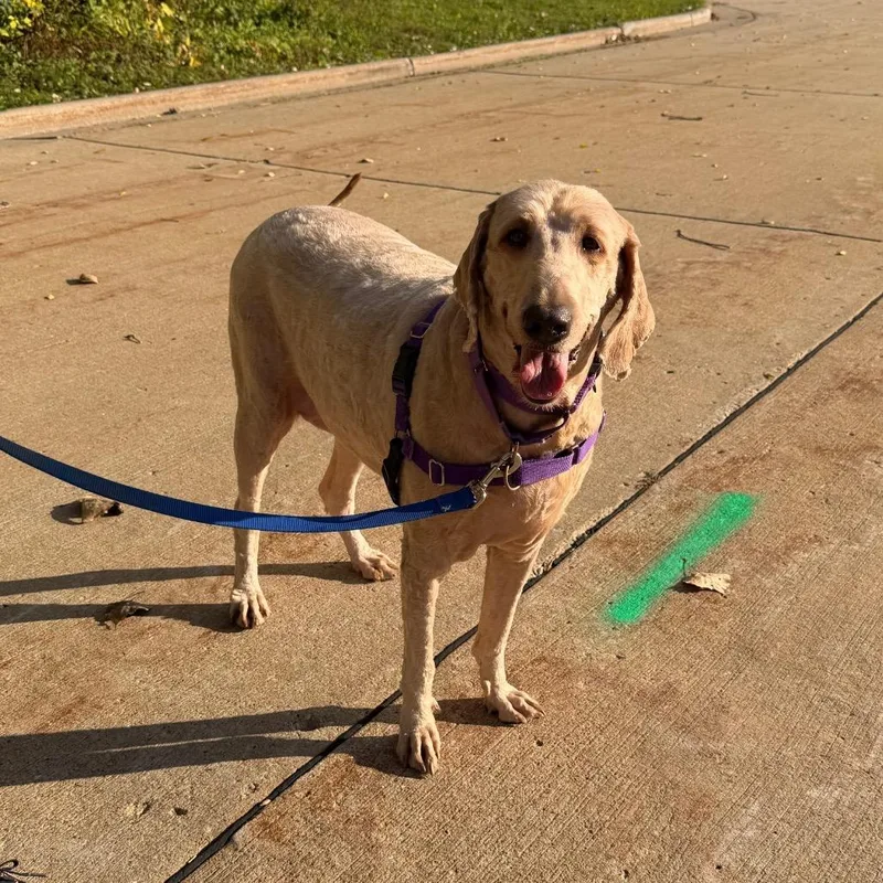 A senior extra large-sized female Mixed Breed dog named Gabby for adoption in Oshkosh, WI