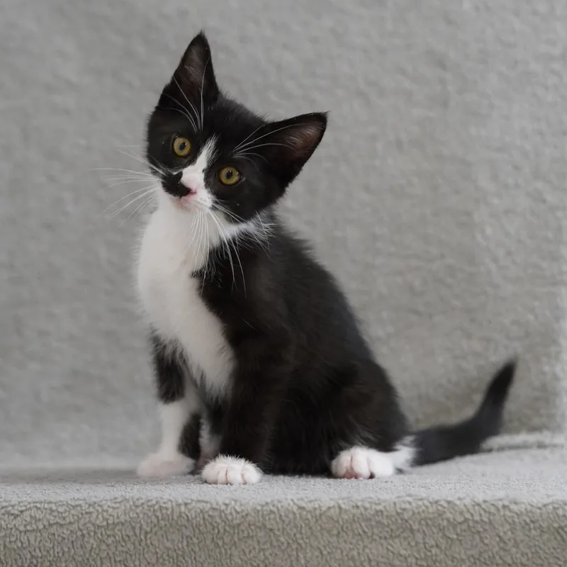 A baby small-sized male Black Domestic Short Hair cat named Oreo for adoption in Sunnyvale, CA