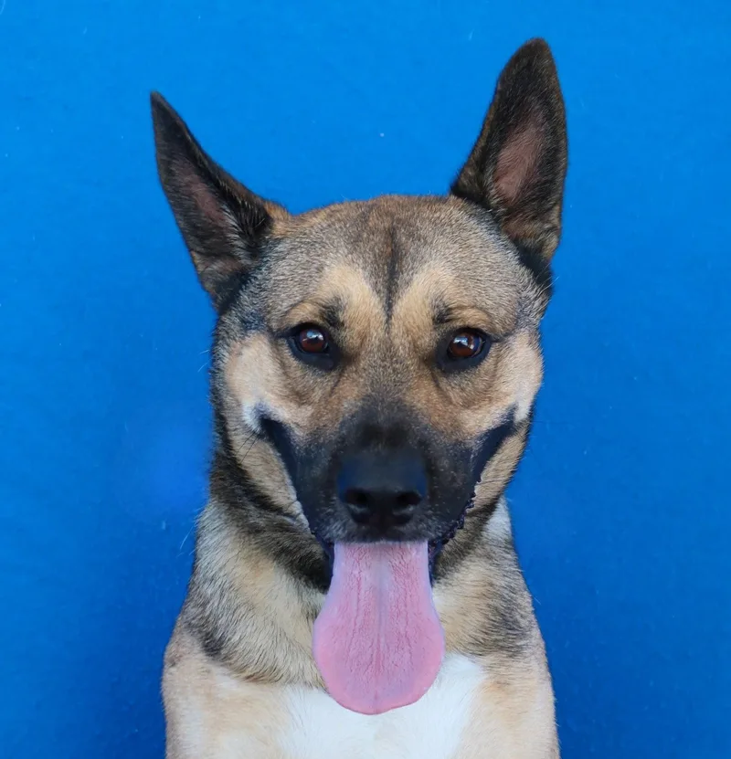 A young medium-sized male German Shepherd Dog dog named Buddy for adoption in Pasadena, CA