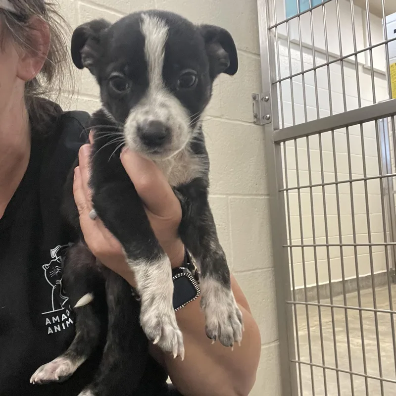 A baby medium-sized male Black Border Collie dog named Gunslinging Girthtrude for adoption in Sonora, CA