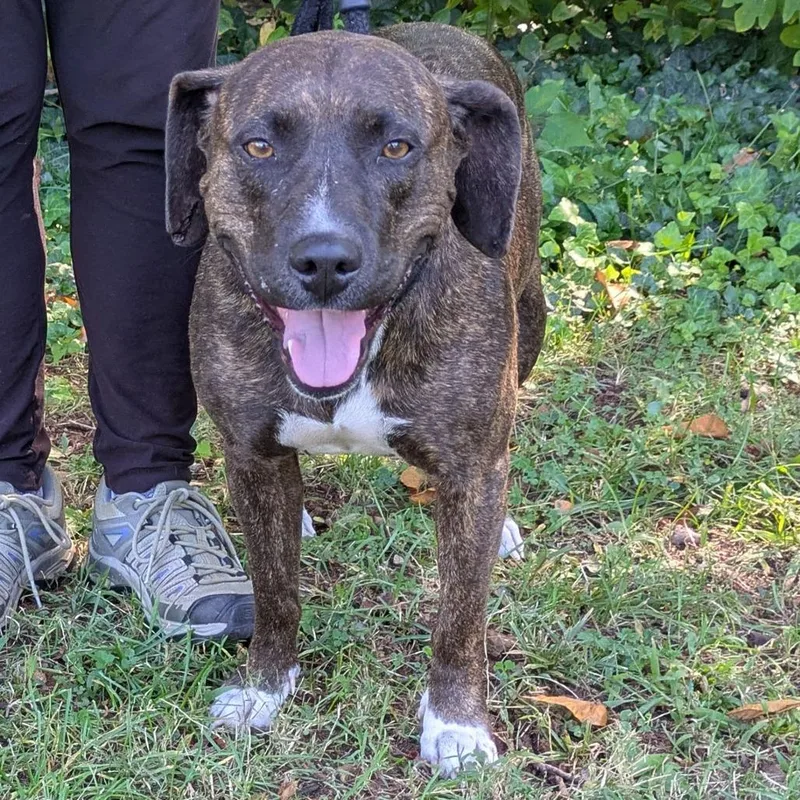 An adult medium-sized female Boxer dog named Llama Mama for adoption in Charlottesville, VA