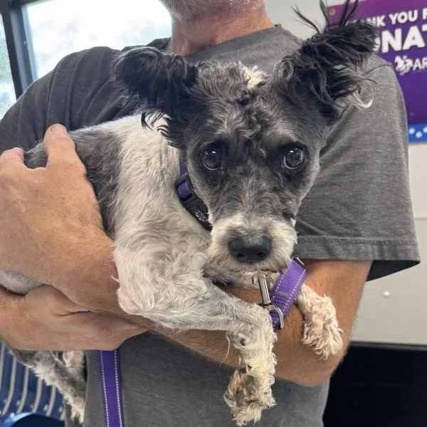 An adult small-sized male Miniature Schnauzer dog named Marley for adoption in Des Moines, IA