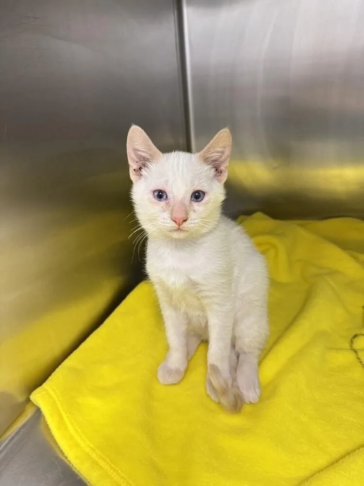 A baby small-sized male Orange & White Domestic Short Hair cat named Finch for adoption in Statesboro, GA
