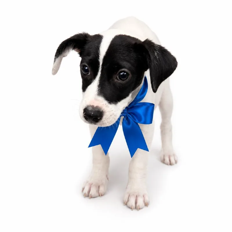 A baby medium-sized male Black Mixed Breed dog named TRex for adoption in Columbiana, AL