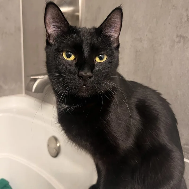 A young medium-sized female Black Domestic Short Hair cat named Poppy for adoption in Talent, OR