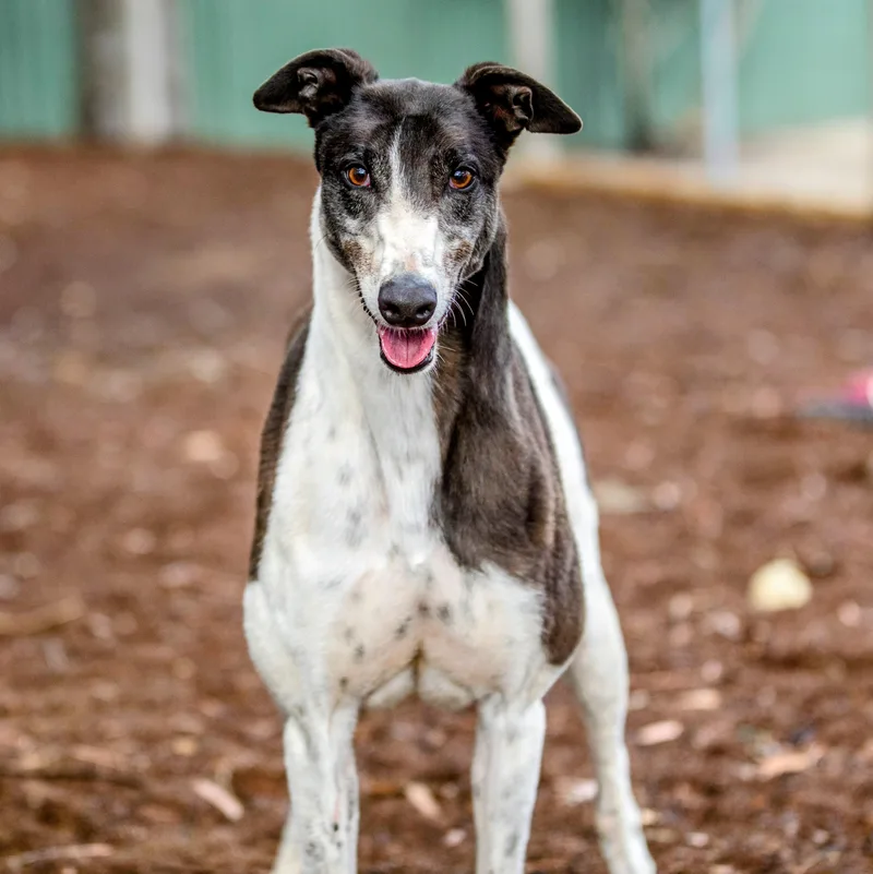 An adult large-sized male Black Greyhound dog named Bob for adoption in Seattle, WA