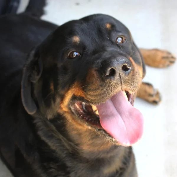 An adult extra large-sized male Rottweiler dog named Max for adoption in Des Moines, IA