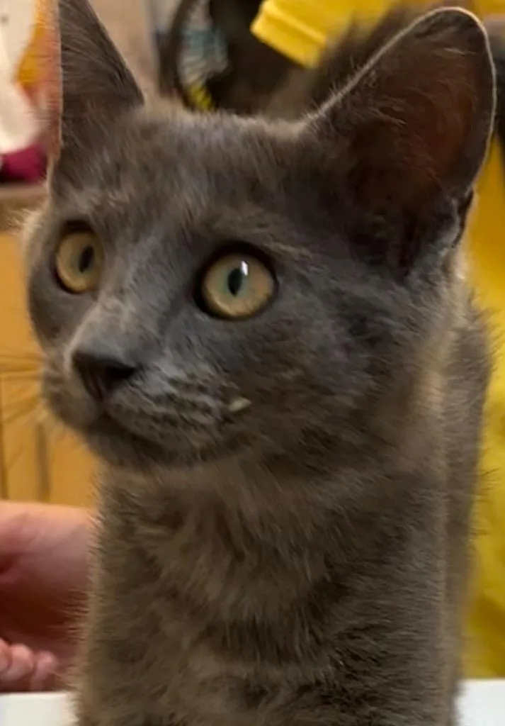 A baby small-sized female Domestic Short Hair cat named Ashley for adoption in Elizabethton, TN