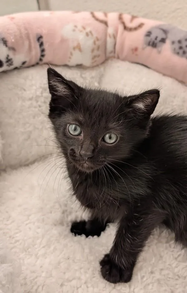 A baby small-sized female Domestic Short Hair cat named Kate for adoption in Escondido, CA