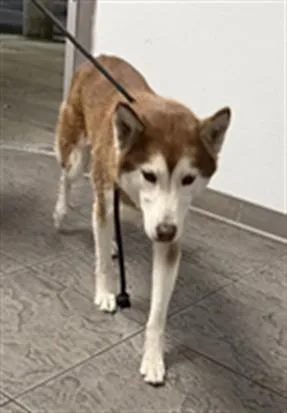 An adult medium-sized female Husky dog named Winter for adoption in Los Angeles, CA