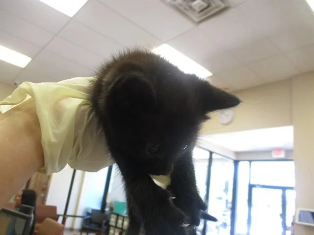 A baby small-sized female Domestic Short Hair cat named Kinder for adoption in Ocala, FL