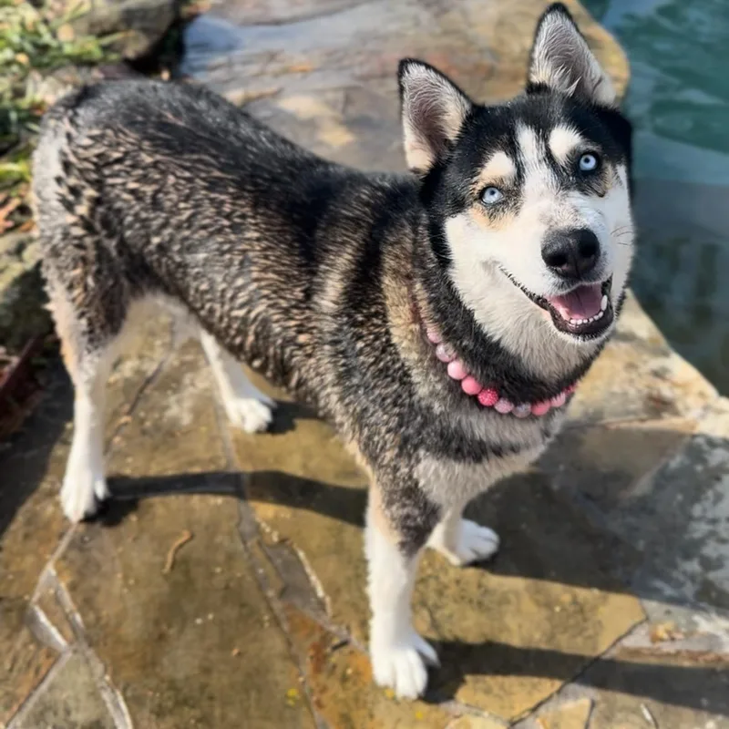 An adult large-sized female Gray / Blue / Silver Husky dog named Dafne Dooskiie sweetie for adoption in Houston, TX