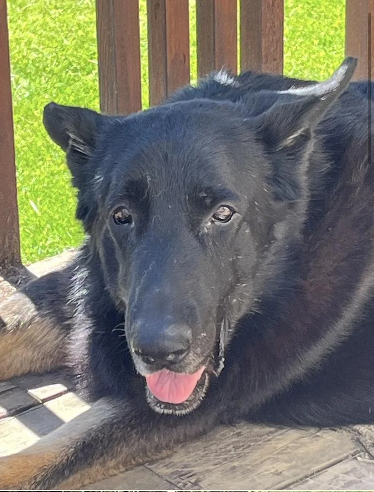 A senior large-sized male Tricolor (Brown, Black, & White) German Shepherd Dog dog named Mayo for adoption in Suamico, WI