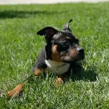 A young small-sized female Black Terrier dog named Dory for adoption in Syracuse, NY