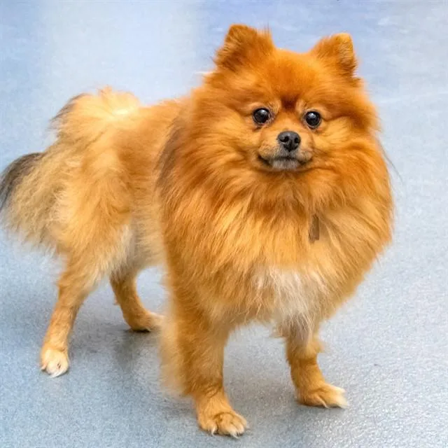 An adult small-sized male Pomeranian dog named Fergie for adoption in St. Louis, MO