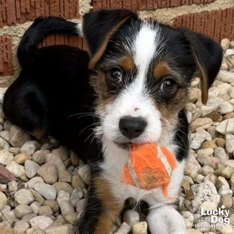 A baby small-sized male Yorkshire Terrier dog named Vincent for adoption in Washington, DC