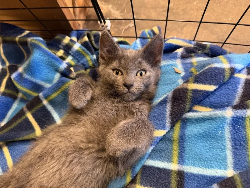 A baby small-sized male Gray / Blue / Silver Domestic Short Hair cat named Jasper for adoption in Plymouth, MI