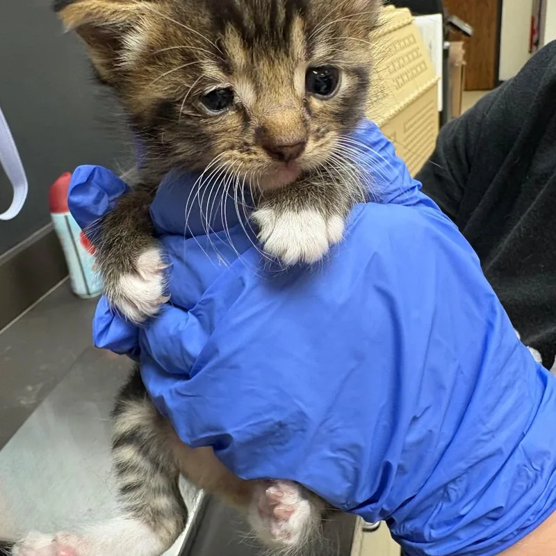 A baby small-sized male Gray / Blue / Silver Domestic Short Hair cat named DayO for adoption in Columbus, GA