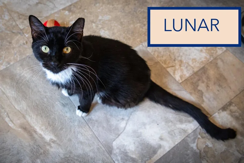 An adult medium-sized male Tuxedo cat named LunarC for adoption in Greenville, DE