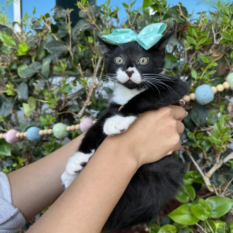 A baby small-sized female Black & White / Tuxedo Tuxedo cat named Penny for adoption in South El Monte, CA