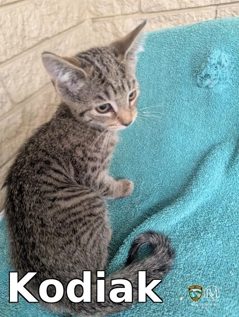 A baby medium-sized male Domestic Short Hair cat named Kodiak for adoption in Rocky Mount, NC