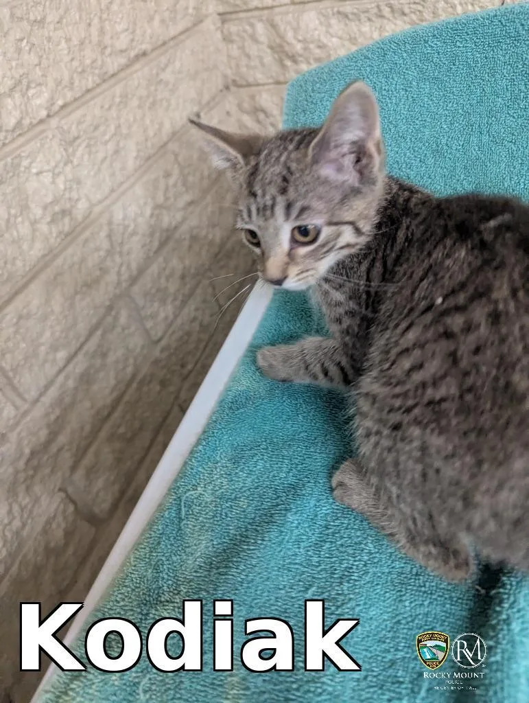 Kodiak thumbnail 2