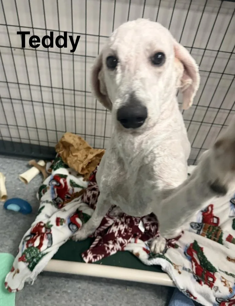 Teddy