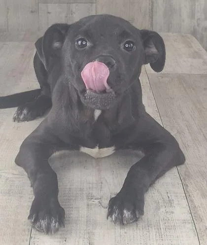 An adult small-sized male Terrier dog named Benjamin Button for adoption in Shreveport, LA